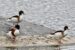 3-Tadorne de Belon | Tadorna tadorna | Common Shelduck